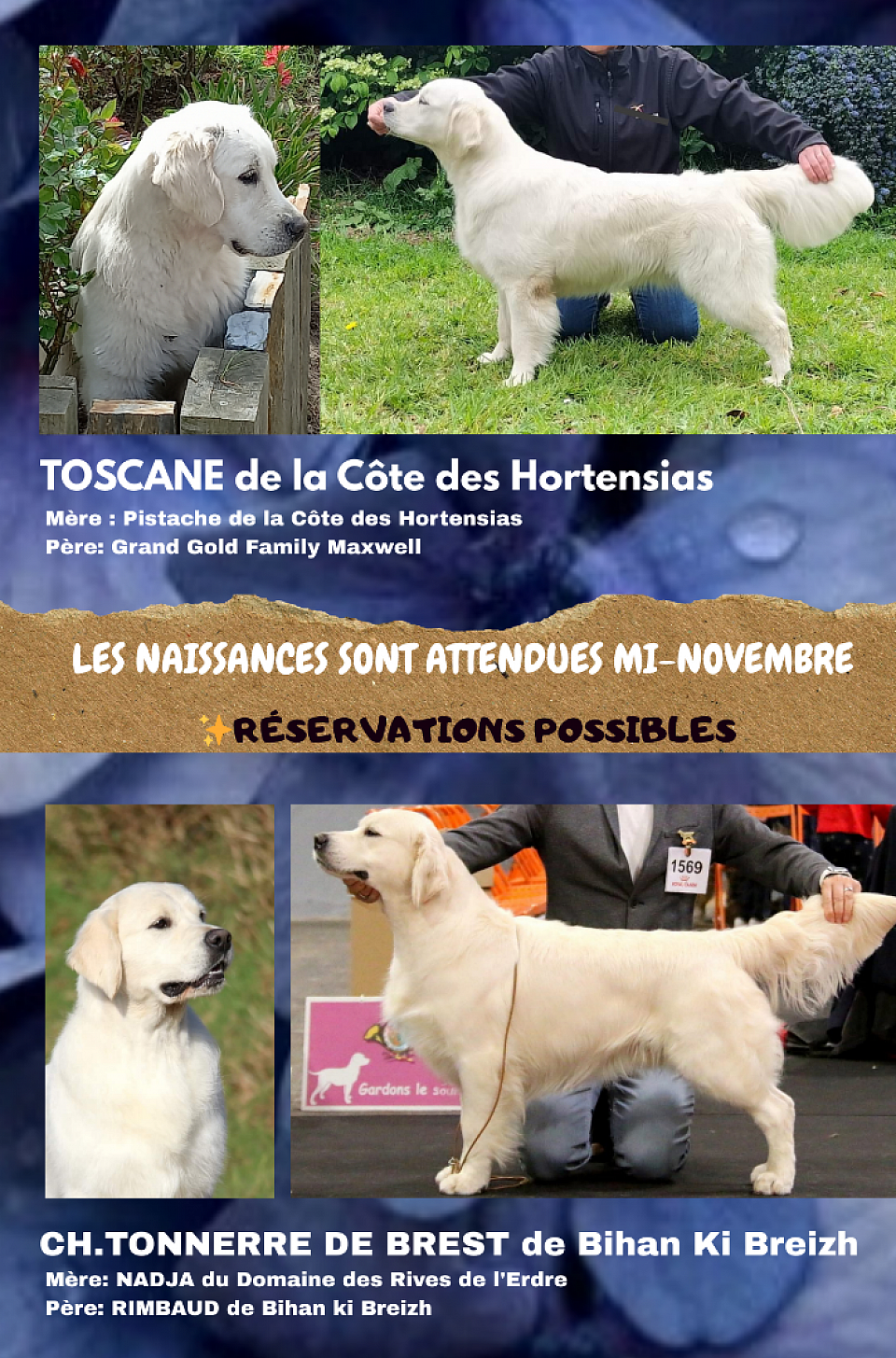 Naissances attendues mi-novembre 🍼🐾