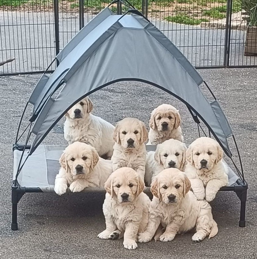 Aujourd'hui 8 juin 2026, 6 semaines pour les petits dodus 🥰